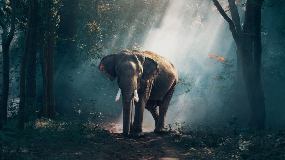 Wild Elephant